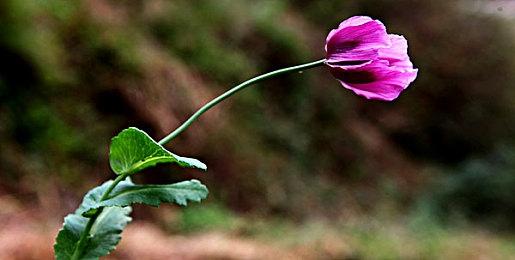 《命运2：终焉之形》“进入旅行者”中配预告发布